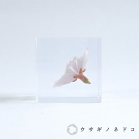 透明立方體中封存著一朵淡粉色的染井吉野櫻花，花瓣舒展，花蕊帶有紅色，整體呈現出精緻的質感。