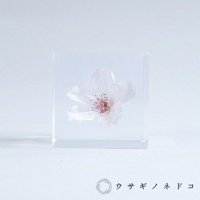 透明方形壓克力塊中封存著一朵粉白色染井吉野櫻，花瓣細緻，花蕊呈粉紅色點狀。