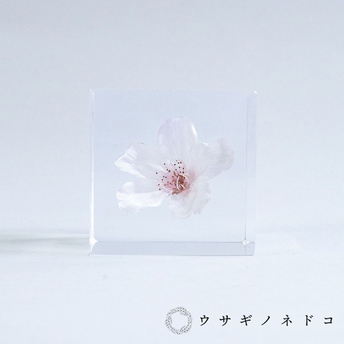 透明方形壓克力塊中封存著一朵粉白色染井吉野櫻，花瓣細緻，花蕊呈粉紅色點狀。