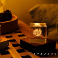 透明立方塊內嵌著乾燥的黃色黑酸漿，放置於深棕色木製底座上。背景為暖黃色調，左側有松果裝飾。