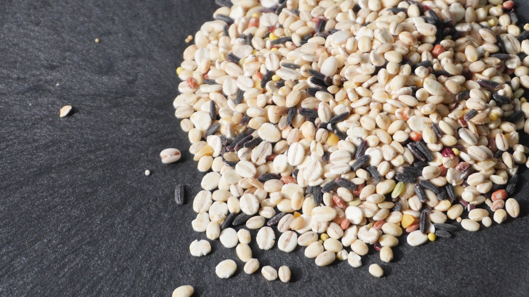 日本國產十六穀米，混合多種穀物，包含米白色、淡黃色、深棕色等，質地飽滿。