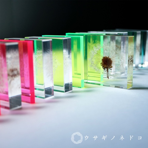 多個Sola cube Slice螢光觀賞斷層塊，部分呈現鮮豔桃紅，部分為螢光綠，內部封存著蒲公英種子，材質為透明壓克力。