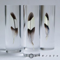 三支透明壓克力柱體展示鳥類羽毛標本，羽毛呈現棕、白、黑相間的條紋，細緻的羽枝清晰可見。