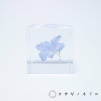 一個透明壓克力立方體內，封存著一朵淺藍色的翠雀花，花瓣舒展，莖部直立。