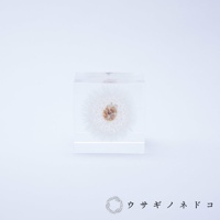 透明立方體中封存著一朵完整的白色蒲公英，蒲公英的絨毛清晰可見，中心呈褐色。