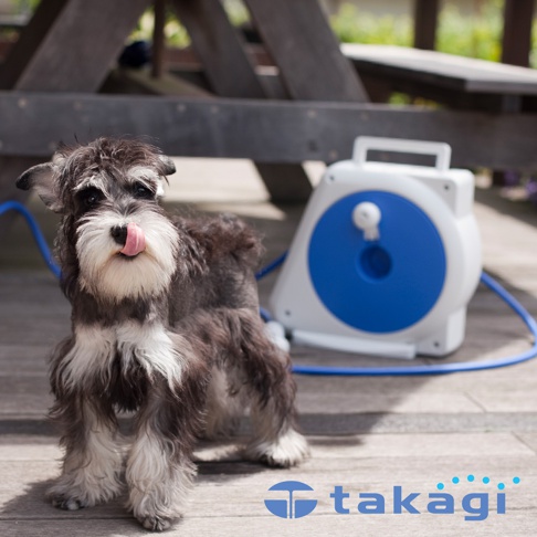 一隻雪納瑞犬站在木質地板上，旁邊有一個白色和藍色的移動澆花灑水槍收納捲盤，捲盤上有藍色水管。