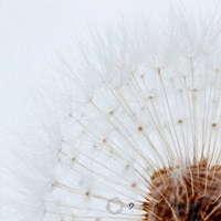 Sola cube 蒲公英立方塊，特寫鏡頭，展現蒲公英種子細緻的絨毛、纖細的種柄，以及中央褐色種托的紋理。