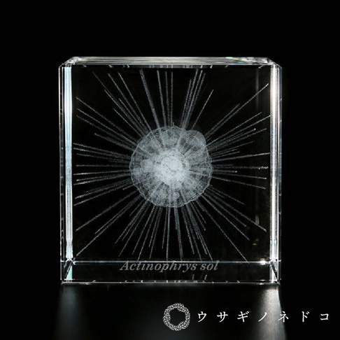 透明方形玻璃立方體內，雷射雕刻著一個放射狀的太陽蟲（Actinophrys sol）微觀結構，中央為圓形體，周圍延伸出細長的放射狀絲狀物，整體呈白色。