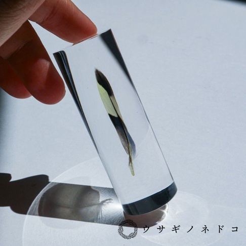 透明樹脂塊中封存著一根帶有棕色、白色及黃綠色條紋的鳥類羽毛，羽毛部分結構清晰可見。