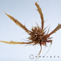 乾燥的刺芹花，呈現褐色，花頭密集，佈滿尖銳的刺，花瓣向外伸展，整體呈現放射狀結構。