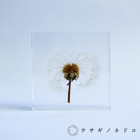 透明壓克力塊中封存著一株完整的蒲公英標本，其絨毛狀的種子呈白色，花托為褐色。