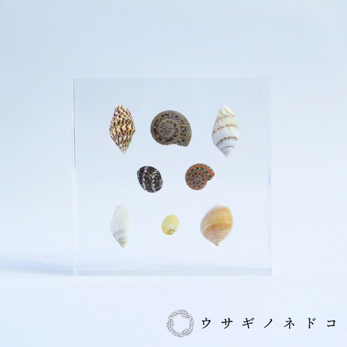透明壓克力塊中嵌入了七個不同大小、顏色和紋路的貝殼標本，包括螺旋狀的螺殼和長錐形的殼。