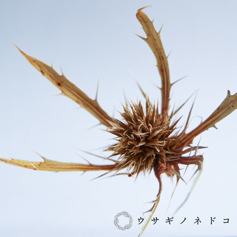 乾燥的刺芹花，呈現褐色，花頭密集，佈滿尖銳的刺，花瓣向外伸展，整體呈現放射狀結構。