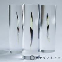 三個透明圓柱體標本，內含虎皮鸚鵡羽毛，羽毛呈現黃、黑、藍、棕等色彩，材質為壓克力。