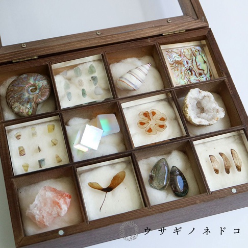木製展示盒內有十二個隔間，展示各種礦石、化石、貝殼及植物種子。其中一個隔間內有數塊綠色半透明的螢石切片。