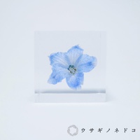 透明立方體中封存著一朵淡藍色翠雀花，花瓣層疊，花蕊帶有綠色細點。