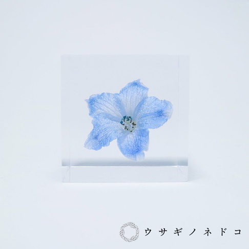 透明立方體中封存著一朵淡藍色翠雀花，花瓣層疊，花蕊帶有綠色細點。