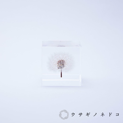 透明立方體中封存著一顆完整的蒲公英，其絨毛呈白色，花莖細長，整體置於白色背景上。