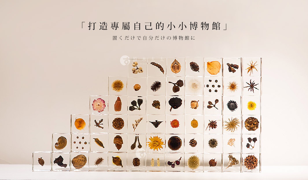 透明立方體塊內嵌各種乾燥植物，包括花朵、種子、松果、葉片等，展現出豐富的自然色彩與紋理。