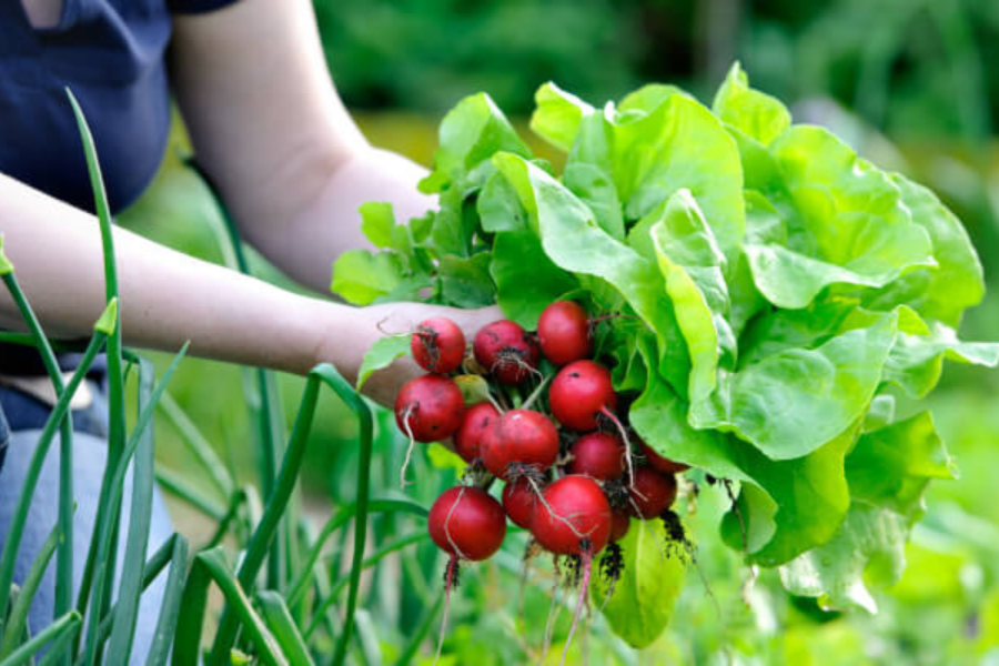 一手捧著剛採摘的青綠葉菜與鮮紅蘿蔔，背景是模糊的綠色花園