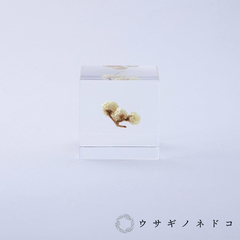 透明壓克力立方塊中封存著一小束乾燥的白色小花，花朵呈現蓬鬆的球狀，下方為細長的莖。