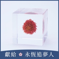 Sola cube 千日紅立方塊 (宙言葉：守護重要之物)