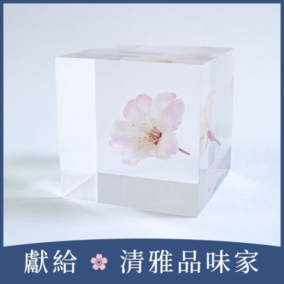 Sola cube 小松乙女櫻花立方塊 (花言葉：心靈之美)