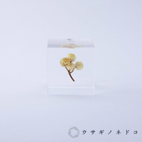 透明壓克力立方塊中封存著一枝乾燥的黃色小花，花朵呈球狀，莖部細長，背景為白色。