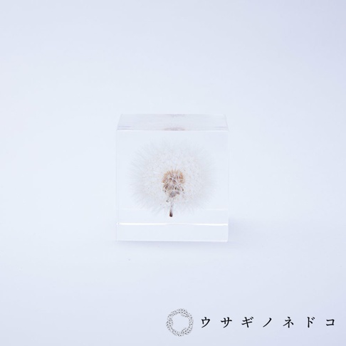 透明立方體中封存著一朵完整的白色蒲公英，展現其蓬鬆的絨毛和中央的褐色種子。