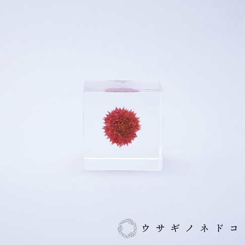 透明立方體中封存著一朵乾燥的紅色千日紅，花朵呈現蓬鬆的球狀，花瓣層層疊疊，顏色由深紅到淺紅漸變。