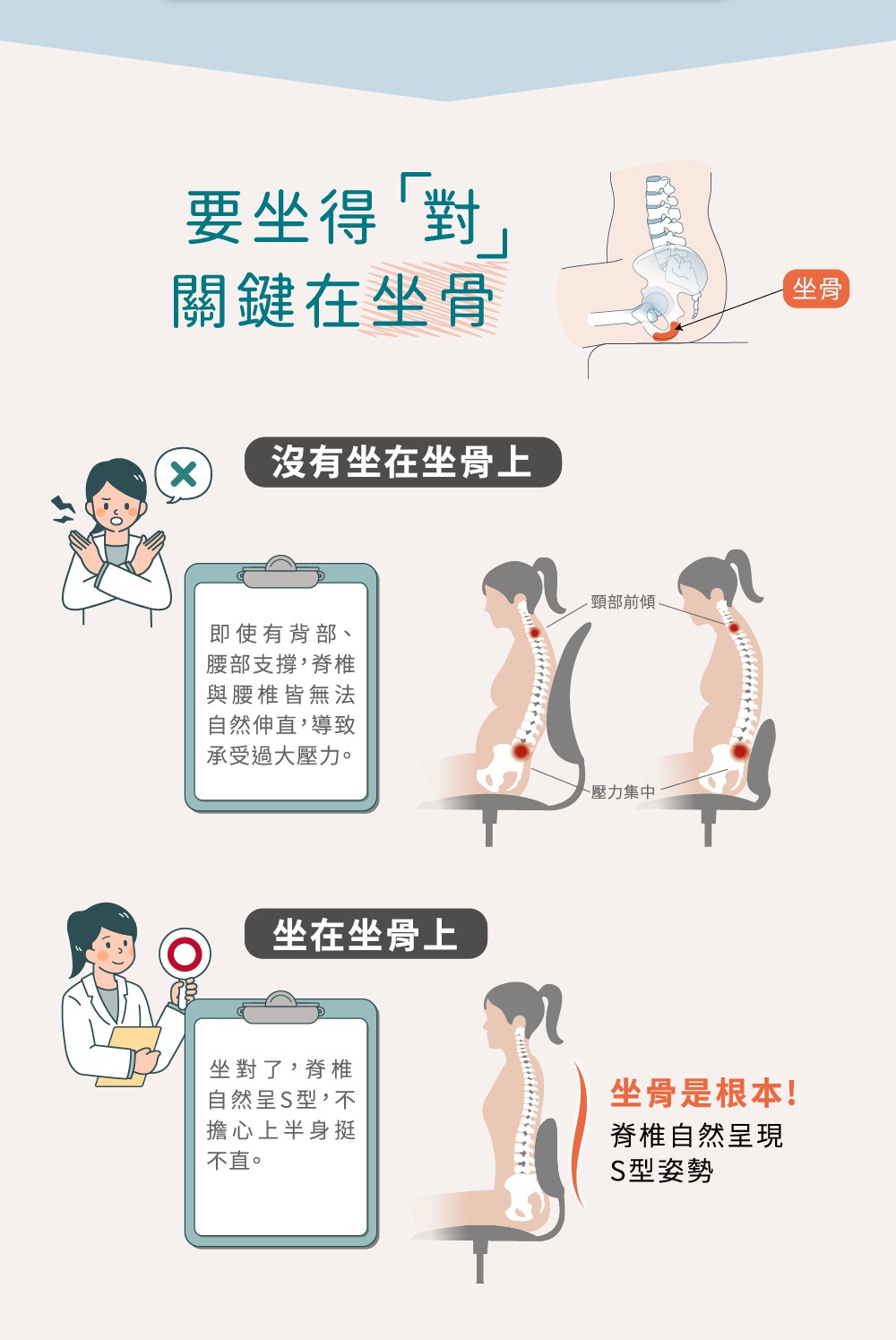 圖片文字：要坐得對關鍵在坐骨。沒有坐在坐骨上：即使有背部、腰部支撐，脊椎與腰椎皆無法自然伸直，導致承受過大壓力。頸部前傾，壓力集中。坐在坐骨上：坐對了，脊椎自然呈S型，不擔心上半身挺不直。坐骨是根本，脊椎自然呈現S型姿勢。