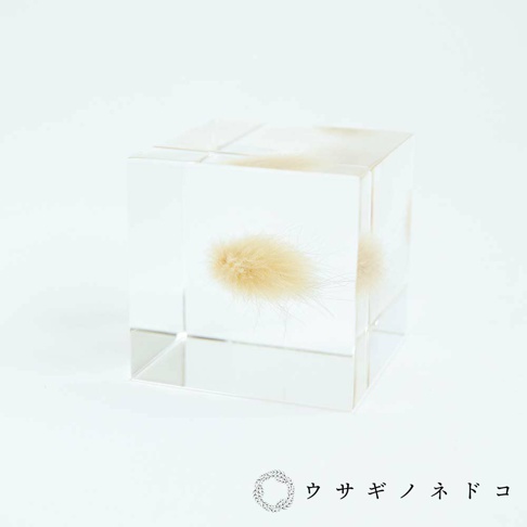 透明立方體內嵌著一束淺棕色兔尾草，呈現毛茸茸的質感，草的細絲向外散開。