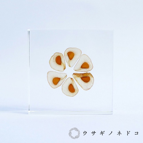 透明壓克力磚塊中，六片大百合種子呈放射狀排列，種子呈現米白色外層和橘黃色內核。