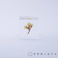 透明立方體封存著一枝帶有數朵淡黃色小花的乾燥植物，植物莖部呈現棕色，整體置於純白背景上。