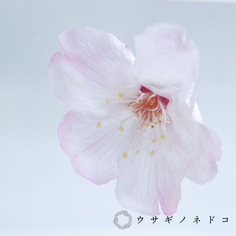 一朵粉色櫻花特寫，花瓣輕柔，花蕊呈淡黃色，背景為淺藍色。