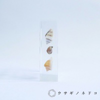透明壓克力塊中嵌入三顆大小、顏色各異的卷貝標本，從上至下分別為帶有棕色條紋的白色貝殼、紅褐色螺旋狀小貝殼，以及米白色螺旋狀貝殼。
