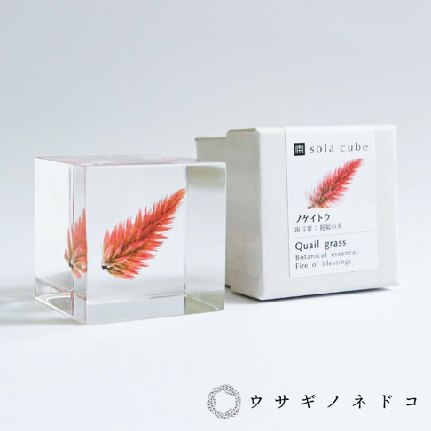 透明立方塊內封存著一株鮮豔的橘紅色雞冠花，花朵呈現羽毛狀，材質為壓克力。旁邊是同款產品的白色紙盒包裝，盒上印有品牌 Logo、產品名稱「Sola cube」及「Quail grass Botanical essence: Fire of blessings」字樣。