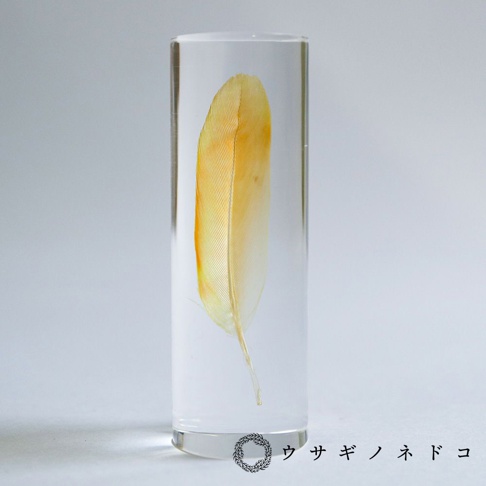 透明壓克力圓柱體內封存著一根桃面牡丹鸚鵡羽毛，羽毛呈漸層黃橘色，紋理清晰可見。