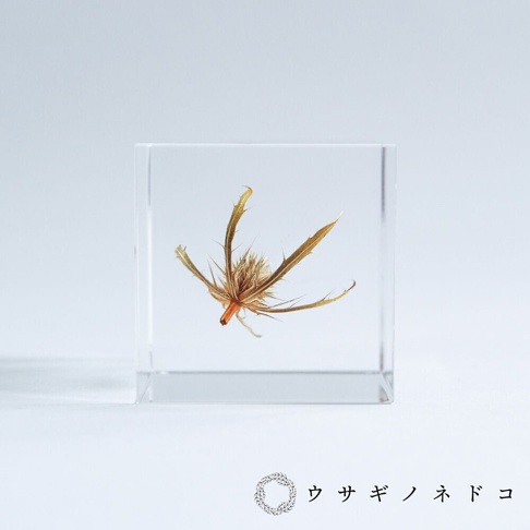 透明立方體封存著乾燥的刺芹，呈現棕褐色與金黃色調，花頭呈放射狀，帶有尖刺的葉片向外伸展。
