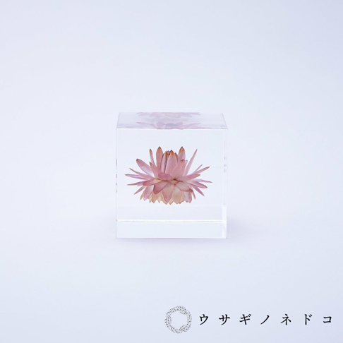 透明立方體中封存著一朵乾燥的蠟菊，花瓣呈粉紅色至淺橘色，層層疊疊，置於白色背景上。