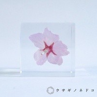 透明立方體中封存著一朵淡粉色的大寒櫻花，花瓣輕柔，花心帶有深紅色調，置於淺色背景下。