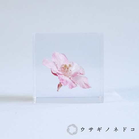 透明立方塊內嵌入一朵粉色河津櫻，花瓣層疊，中央露出黃色花蕊，整體呈現淡雅質感。