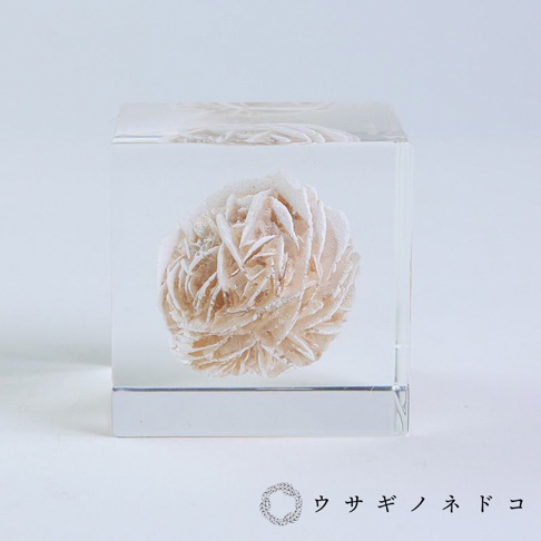透明立方體內嵌著一朵淺粉色的沙漠薔薇礦石，其層疊的結晶結構呈現出花瓣般的紋理。