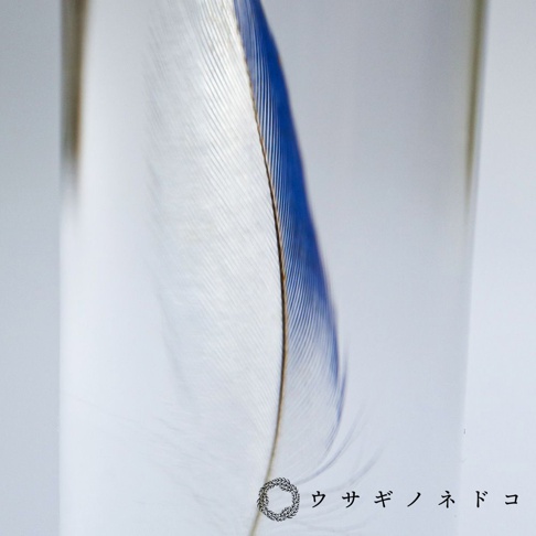 一根虎皮鸚鵡的藍色羽毛標本，羽毛呈細長形，一側為白色，另一側邊緣有鮮豔的藍色條紋，中軸為褐色。