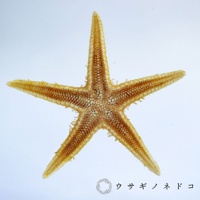 乾燥海星標本，呈現五角星形，呈淡黃色至棕色，表面有細小的紋理和突起。