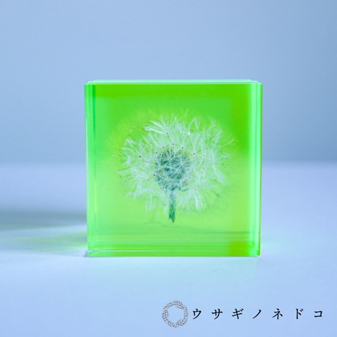 螢光綠壓克力塊中包裹著一株完整的蒲公英，花瓣呈白色絨毛狀，莖部細長。