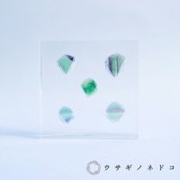 透明壓克力塊中展示五顆綠色與紫色漸層的螢石八面體標本，標本厚度約1.5公分。