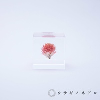 透明立方塊中封存著一朵粉紅色系的千日紅乾燥花，花朵呈現球狀，花瓣細緻，整體色調溫暖。