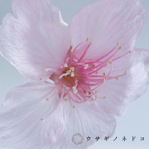 一朵粉色的大寒櫻花特寫，花瓣柔和，花蕊呈現粉紅色，頂端帶有淡黃色花粉。