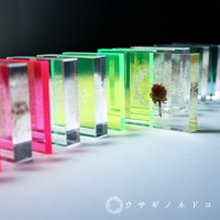 多個Sola cube Slice螢光觀賞斷層塊，部分呈現鮮豔桃紅，部分為螢光綠，內部封存著蒲公英種子，材質為透明壓克力。